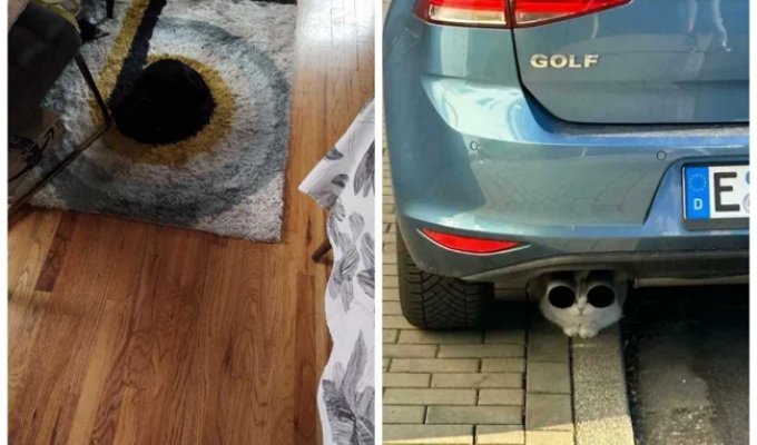 Chameleon Cats: 22 Times Cats Proved They Can Vanish Into Thin Air (24 photos)