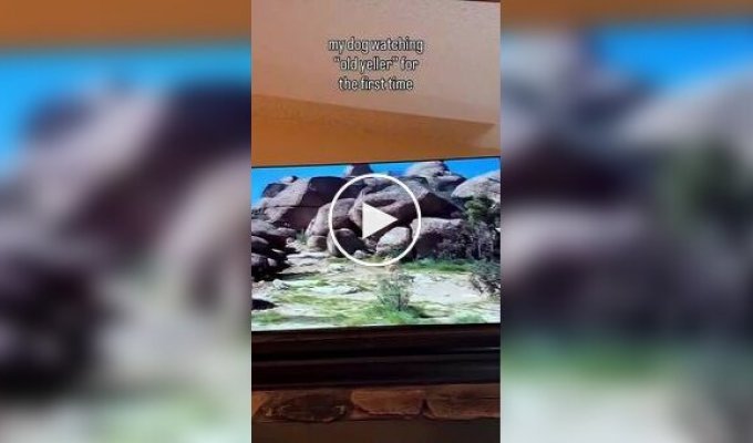 Настоящие эмоции: собака полностью погрузилась в сюжет фильма