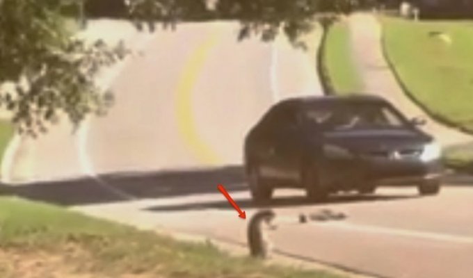 Подружку енота сбила машина, и он просто убит горем (3 фото + 1 видео)