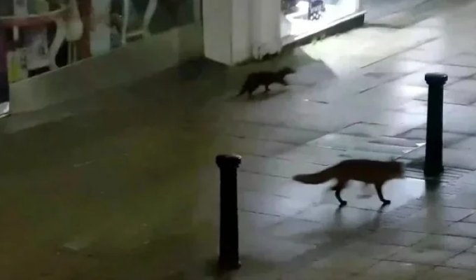 Выдра и лиса прогулялись по ночному городу (3 фото + 1 видео)