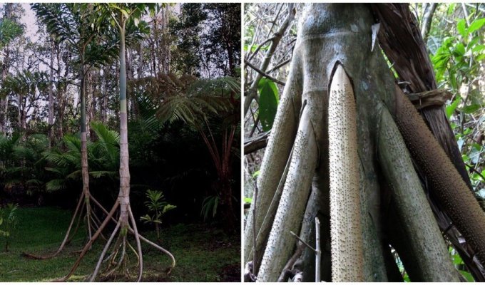 Strange "walking" palm tree (5 photos)