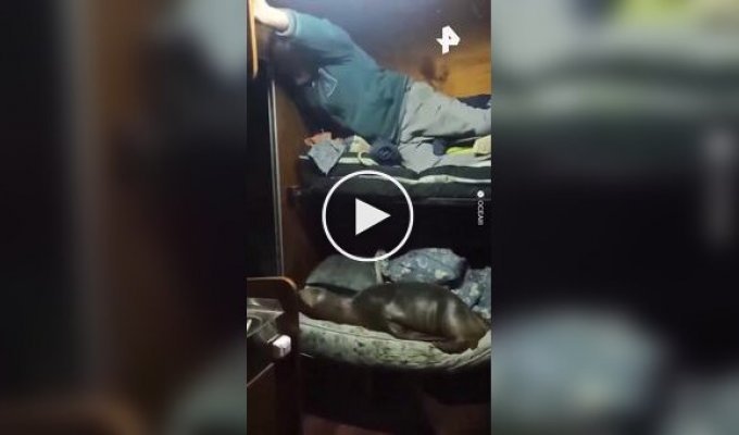Sea lion claims a bunk in a fishermen's cabin