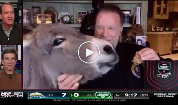 Arnold Schwarzenegger fed his pet on a live sports show