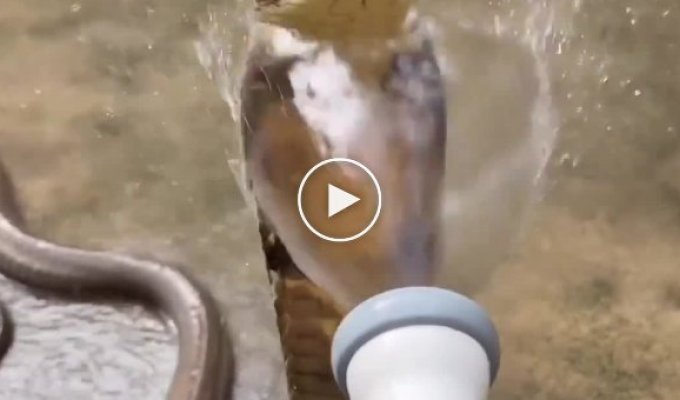 Королівська кобра приймає душ