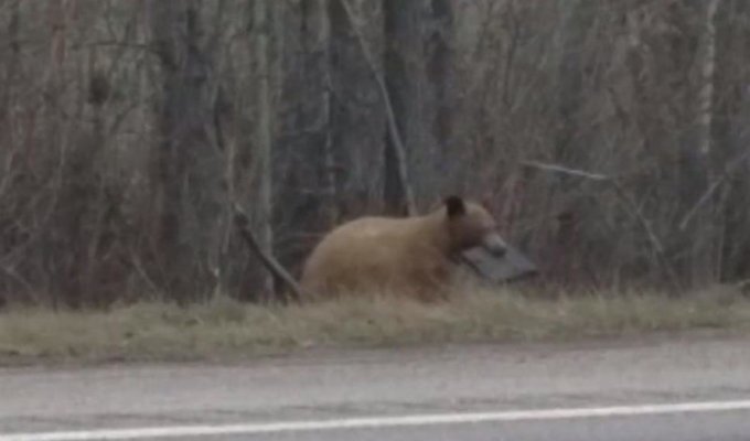 Медведь с ноутбуком в зубах удивил очевидца (2 фото)