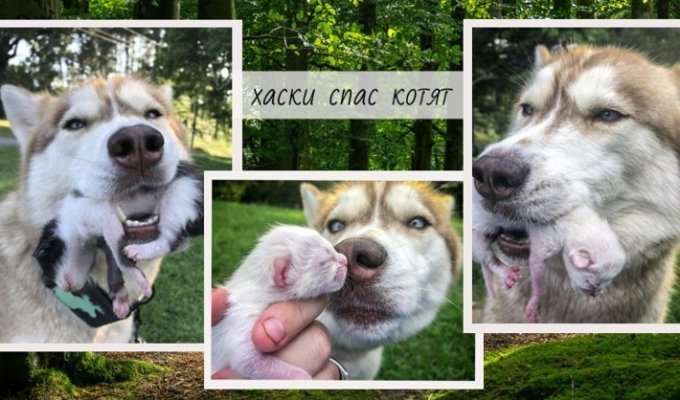 “The husky dragged me into the forest by force!” The dog dived into the box and took out 7 wet kittens one after another (11 photos)