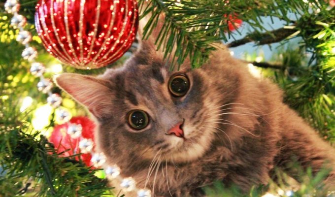 50 котеек, которые помогают наряжать елку и делают Новый год незабываемым (50 фото)