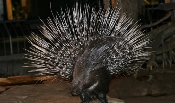 Crested Porcupine: Because of Them, Lions Become Man-Eaters (11 photos)