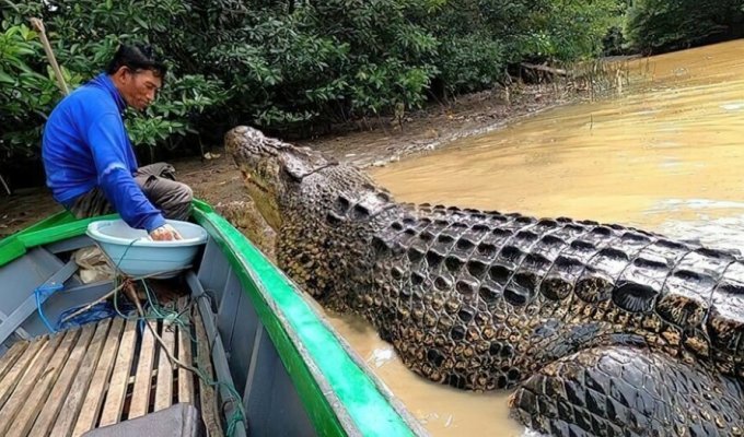 Индонезийский рыбак уже более 20 лет дружит с крокодилом (6 фото + 2 видео)