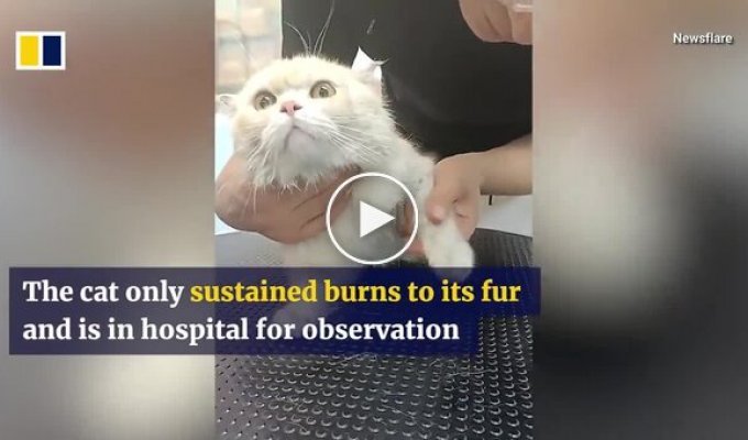 Кот чудом спасся из горящей квартиры