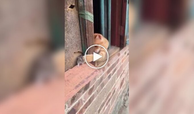 Кот пытается добраться до мыши