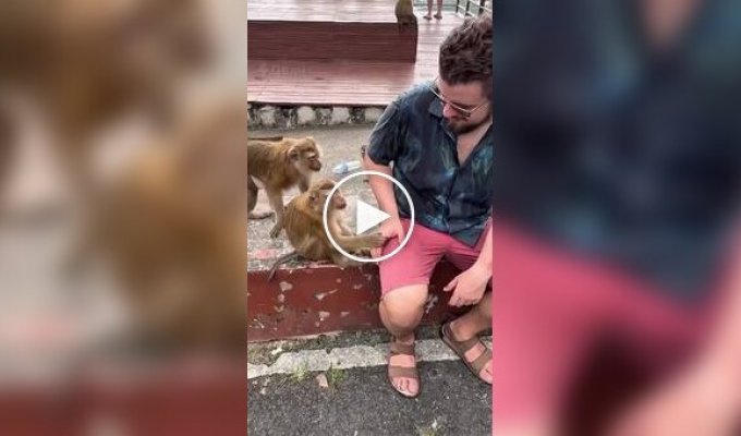 Обезьяны пристают к туристу