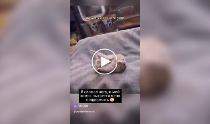 Поддержка от хомяка