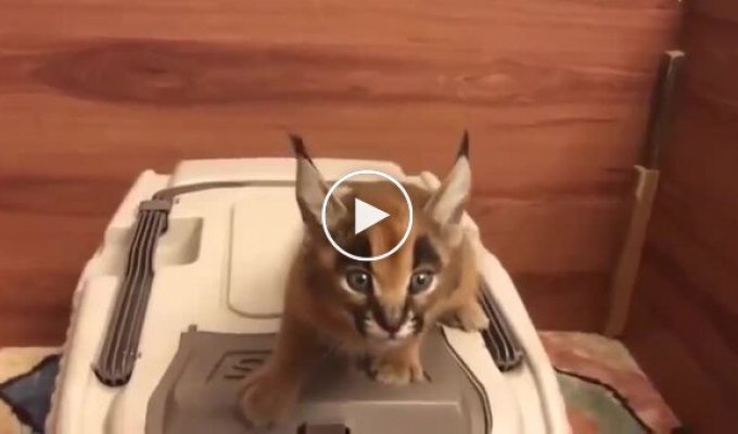 Котенок с лазерным мяуканьем