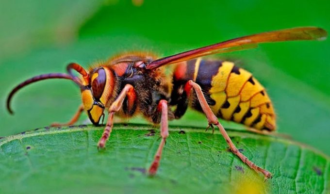 Шершні: чисте зло для людей, але без них бджоли вб'ють самі себе (7 фото)