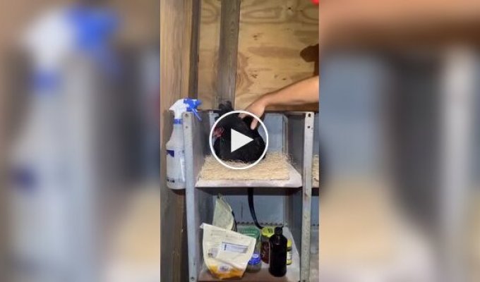 An unpleasant discovery under the chicken