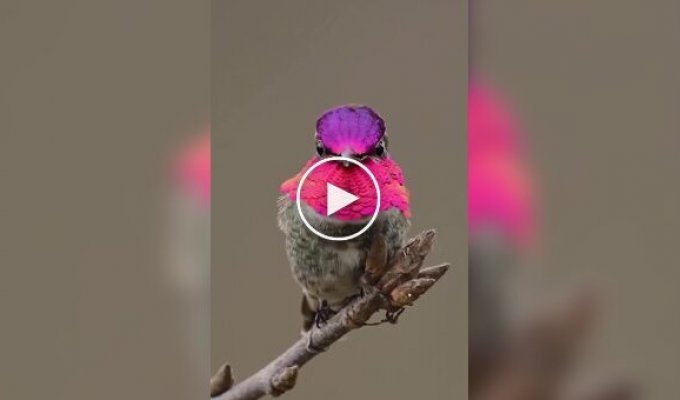 A play of light in nature: the iridescent plumage of Anna the hummingbird