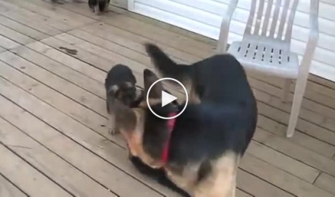 Dad can do anything. German Shepherd father playing with puppies
