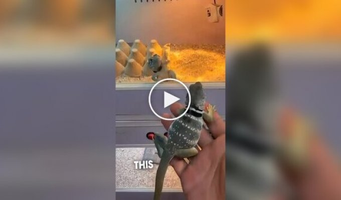 Ошейниковая игуана впервые увидела самку и устроила бурную реакцию