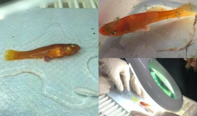 Английский ветеринар сумел прооперировать под наркозом аквариумную рыбку (5 фото)
