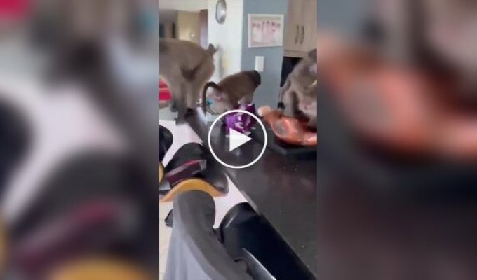 Женщина застала у себя дома обезьянью банду