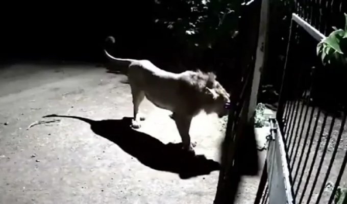 Two dogs chased away lions, defending their territory (6 photos + 1 video)