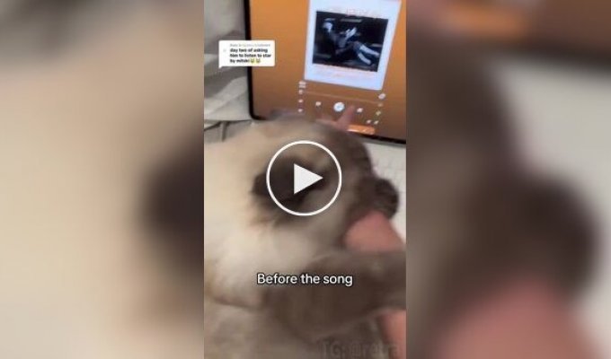 Angry cat falls asleep when he hears his favorite song