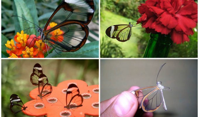 Greta oto – удивительная бабочка со “стеклянными” крыльями (25 фото)