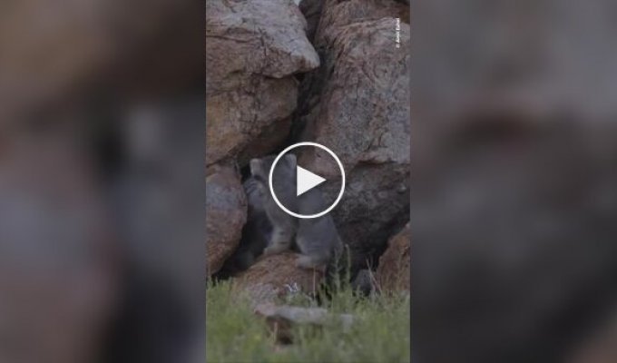 Фотограф заснял большое семейство манулов