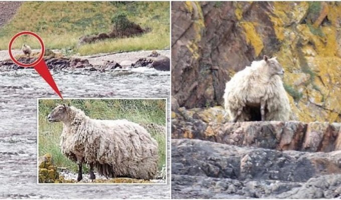 People are worried about an introverted sheep who lives in the mountains (6 photos)
