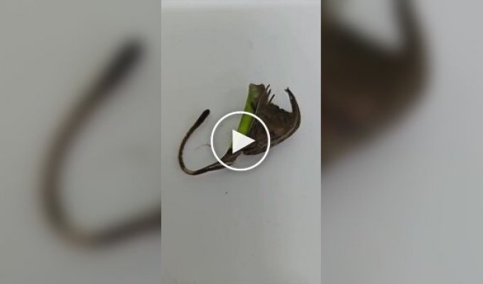 Паук, притворяющийся сухим листом