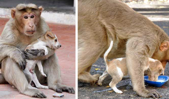 Интересная история об обезьяне, ставшей мамой для щенка (10 фото)