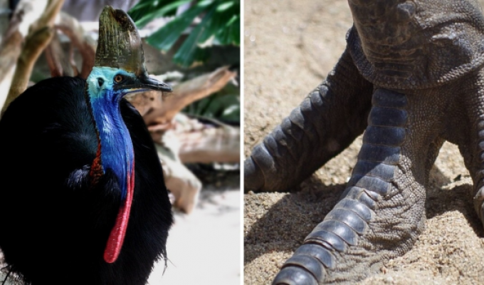 Экзотические животные, которые сохранили в себе черты динозавров (12 фото)