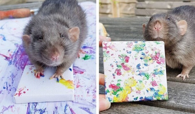Семейство крыс стало модными художниками (23 фото)