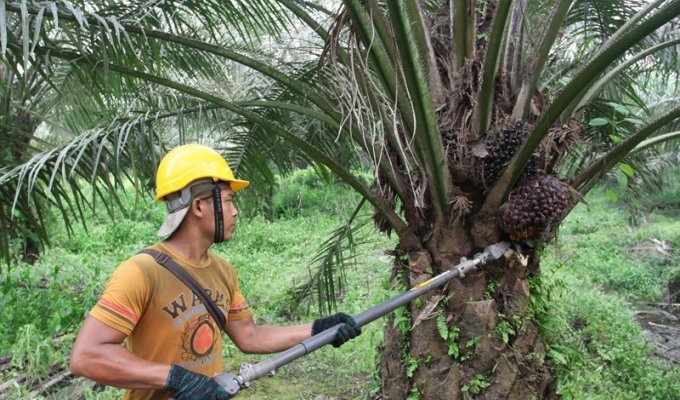 Как изготавливают пальмовое масло (25 фото)
