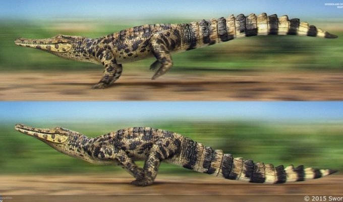 Факты о крокодилах про которые вы не знали (в продолжение темы) (32 фото + 13 видео)