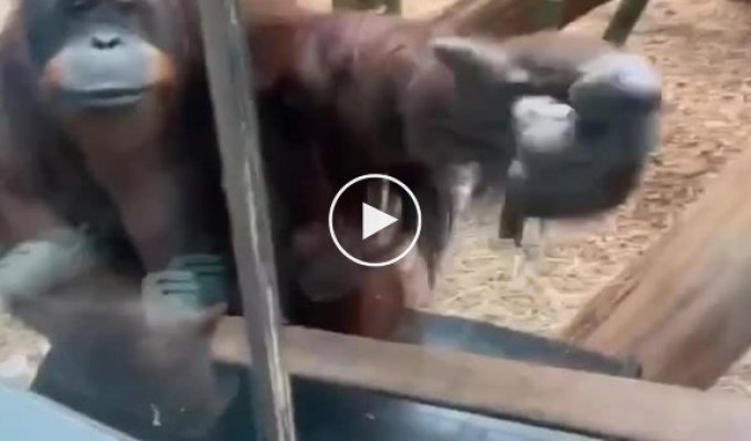 Самка орангутана попросила женщину показать малыша