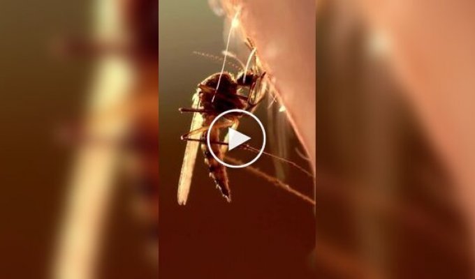 Необычный факт о комарах