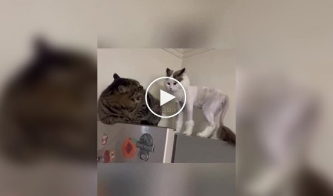 Коты, пережившие поход к грумеру