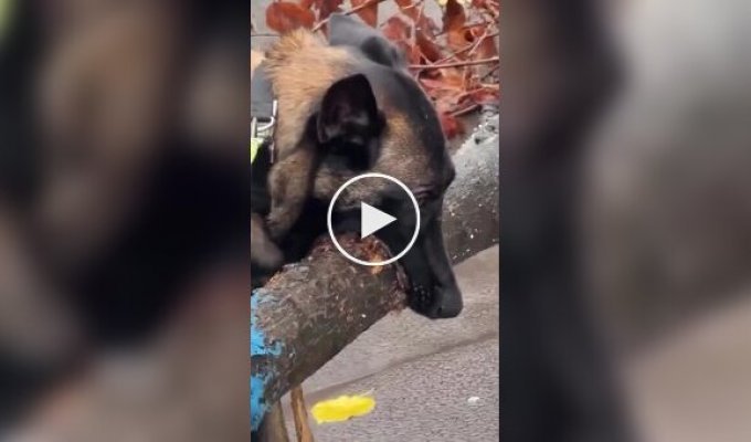Пес знайшов собі паличку на смак