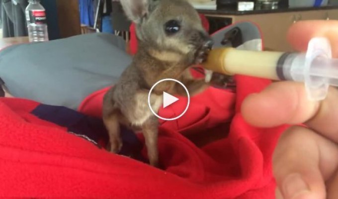 Кормление маленького кенгуру в Австралии