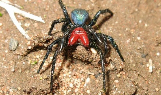 Мышь-паук: Почему мышь, если это паук? Очередная сверхтоксичная причина не ехать в Австралию (8 фото)