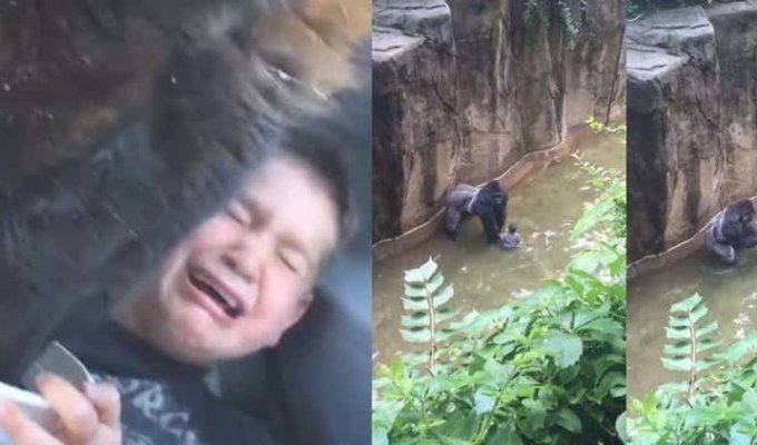 Дети в зоопарке: курьезы и трагедии (8 фото + 11 видео)