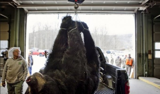 Охота на черного медведя в Нью-Джерси (9 фото)