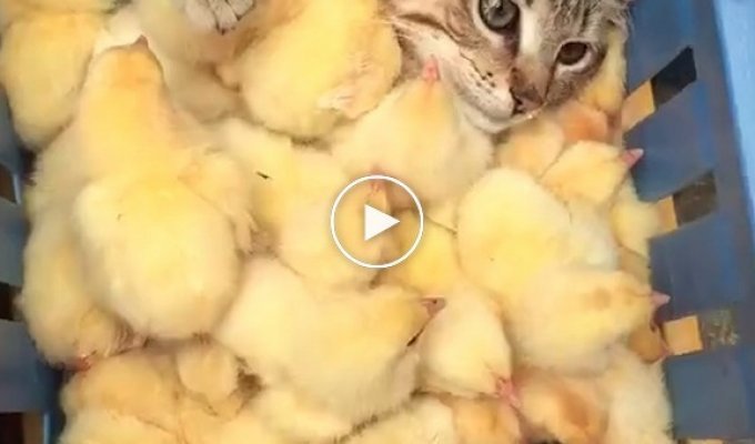 Счастливый кот спрятался в куче цыплят  