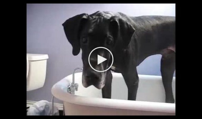 Огромный пес не хочет вылазить из ванной