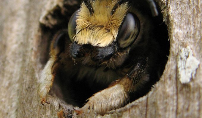 Дом для пчел и шмелей (13 фото)
