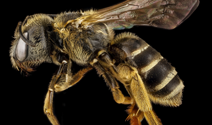 Пчелы признаны самыми важными существами на Земле (7 фото + 1 видео)