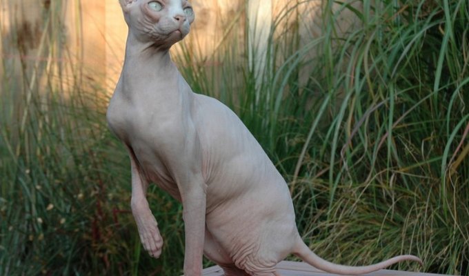 The most beautiful cats in the world (20 photos)