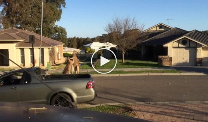 Разборки кенгуру в Австралии